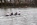 BBRC Juniors Hampton Head February 2018